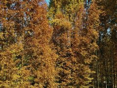 -桤木河湿地公园