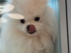 -FAELING PETS美天灵宠物(合生汇店)