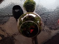 -柴犬高等学院·狗咖·柴犬售卖·宠物训练