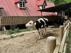 -神户市立六甲山牧场