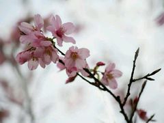 -天适樱花悠乐园