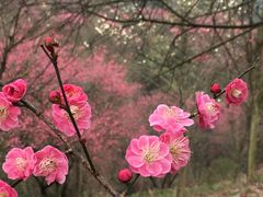 -新建村梅花