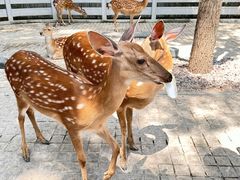 -北京野生动物园