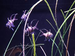 -西雅图水族馆