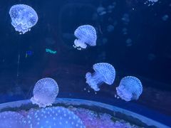 -欢乐海岸海洋奇梦馆