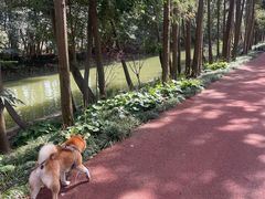 -上海长兴岛郊野公园