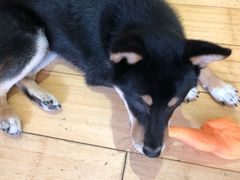 -喜柴咖啡·柴犬狗咖