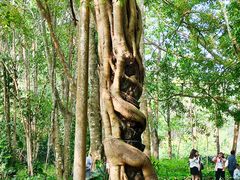 -中国科学院西双版纳热带植物园