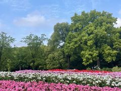 -上海共青森林公园