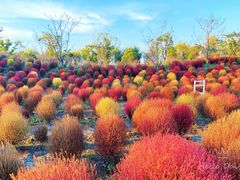 -花开海上生态园
