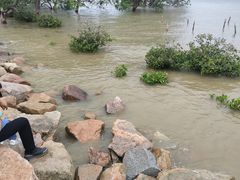 -宝安西湾红树林湿地公园