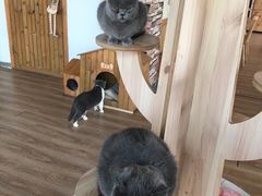 -猫的茶·猫咖