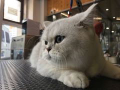 -转角宠物(转塘方家苑店)
