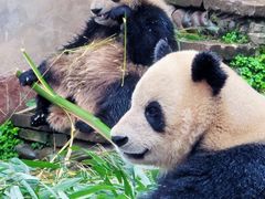 -中国大熊猫保护研究中心雅安碧峰峡基地