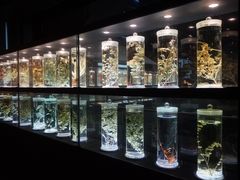 -广州神农草堂中医药博物馆