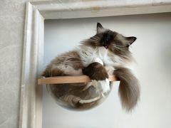 -Catmate·猫肥家润(金润铂宫店)