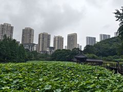 -龙头寺公园