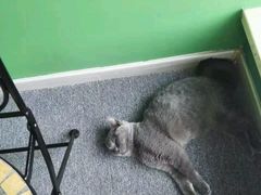 -喵店&猫咖
