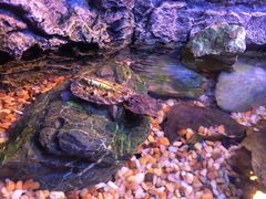 -上海海洋水族馆