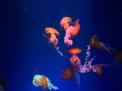 -海合安成都极地海洋公园