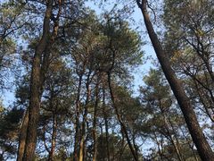 -铁山坪森林公园