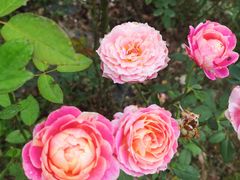 -鱼桥巷·美学川菜