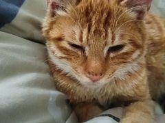 -瑞派宠物医院·中兽医专科(中央商城分院)