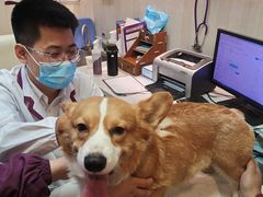 -宠爱国际动物医院·消化内科·心肾内科·ISFM猫友好(望京店)