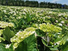 -呈贡滇池生态湿地公园