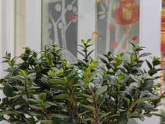 -循礼门鲜花花市(武汉循礼门店)