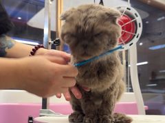 -FAELING PETS美天灵宠物(富力广场店)