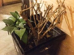 -VOYAGE COFFEE(北锣鼓巷店)