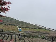 -听风阁农家私房菜茶楼(龙坞店)