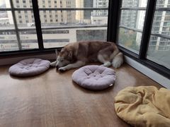 -Husky Go! 哈士奇体验馆·宠物咖啡厅狗咖