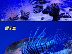 -上海海洋水族馆