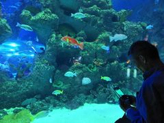 -芜湖新华联大白鲸海洋公园