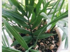 -西树泡芙(郑州二七万达店)