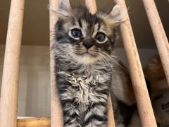 -猫亿天猫咖