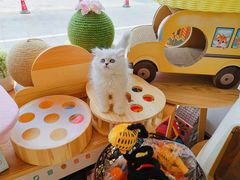-70cat德文卷毛猫·缅因猫纯种猫舍