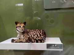 -国家自然博物馆