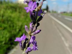 薰衣草-富田农场