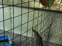 -大树头森林餐厅(番禺广场店)