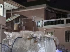 -猫岛主趣味餐厅(鼓浪屿店)