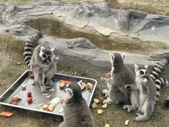 -荆州中山公园动物园