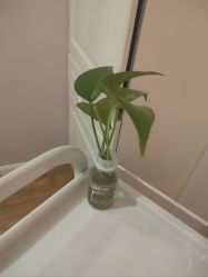 -SILKTONE诗丽堂美容