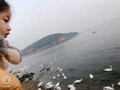-烟墩角天鹅湖