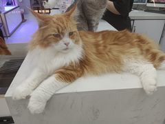 -喵园·猫主题咖啡厅·撸猫·猫咖(国贸店)