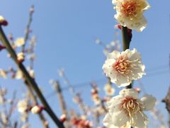 -林屋梅海青梅保护基地