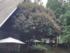 -老房子金沙元年川菜食府·花园餐厅(金沙店)