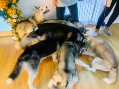 -Husky Go! 哈士奇体验馆·宠物咖啡厅狗咖